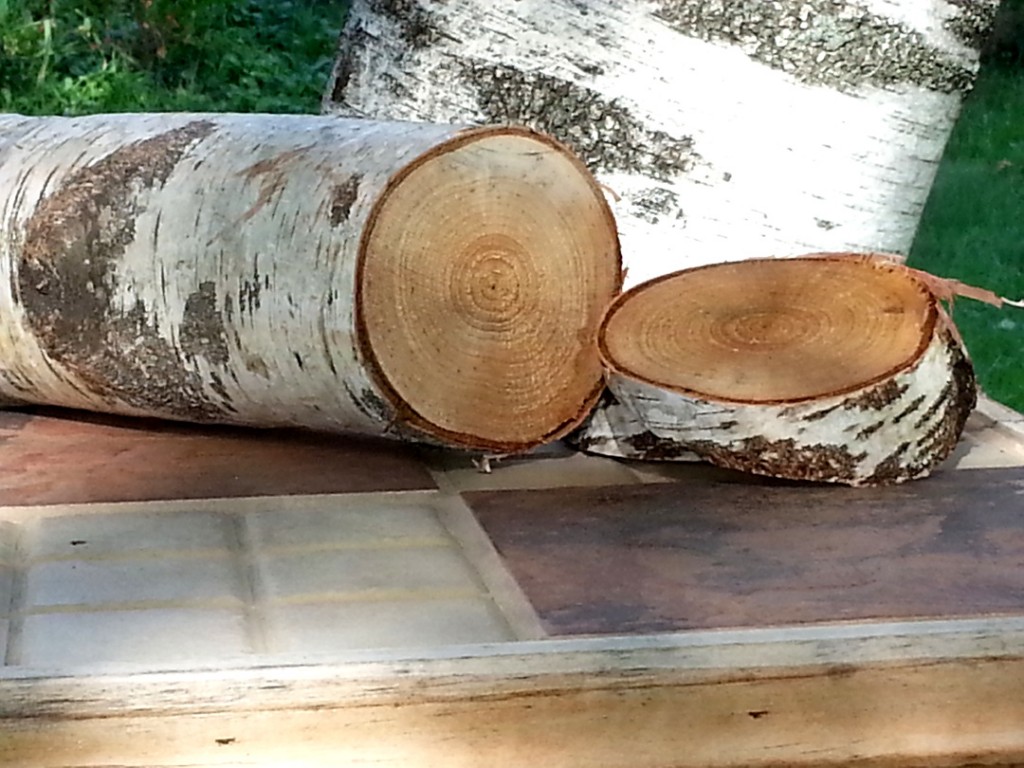 tree rings